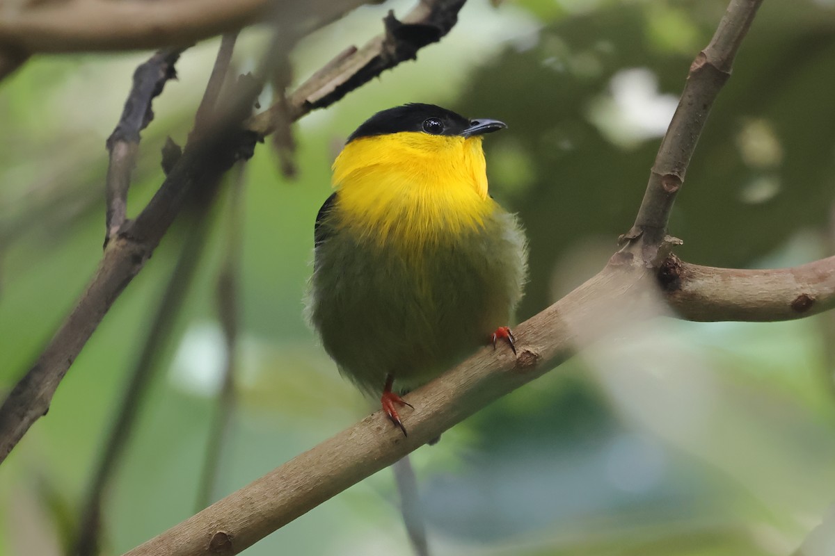 Golden-collared Manakin - ML637299916