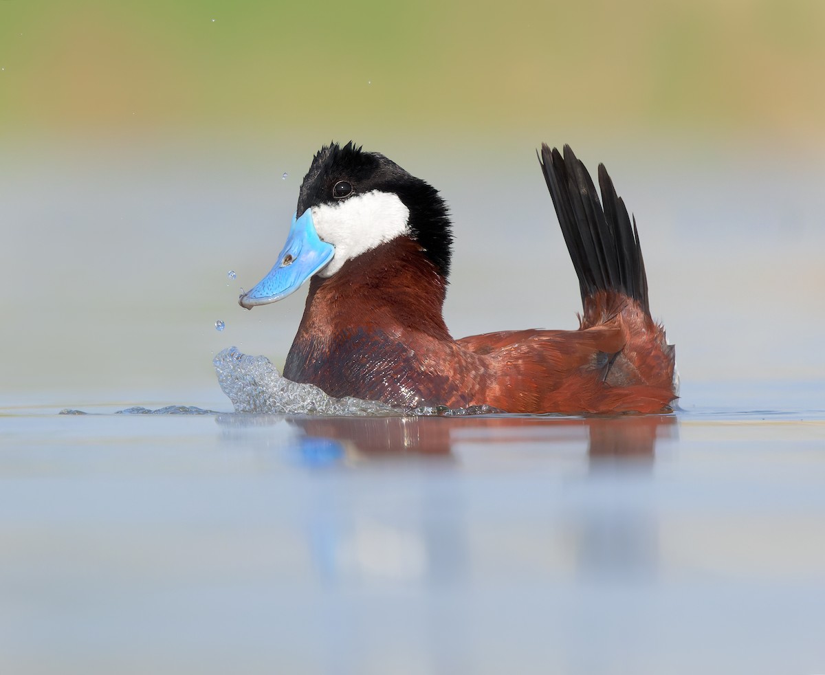 Ruddy Duck - ML637299918