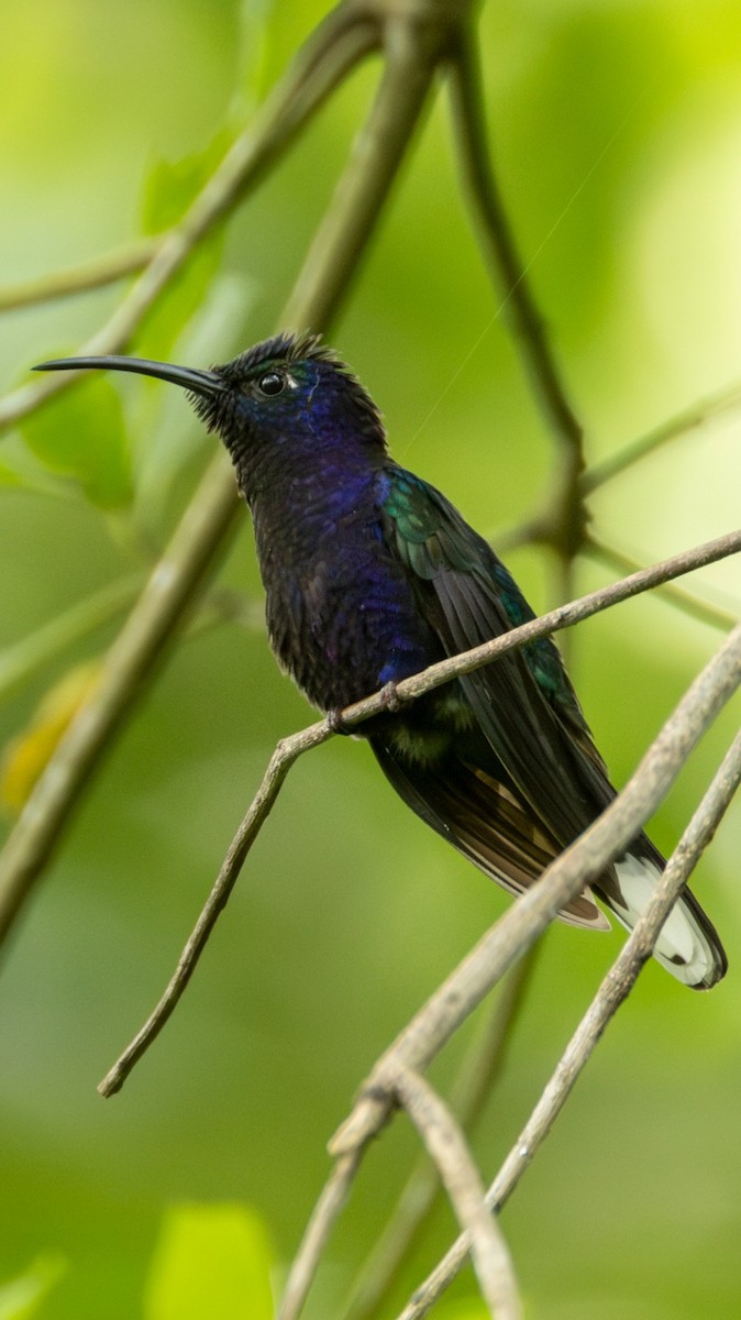Violet Sabrewing - ML637299978
