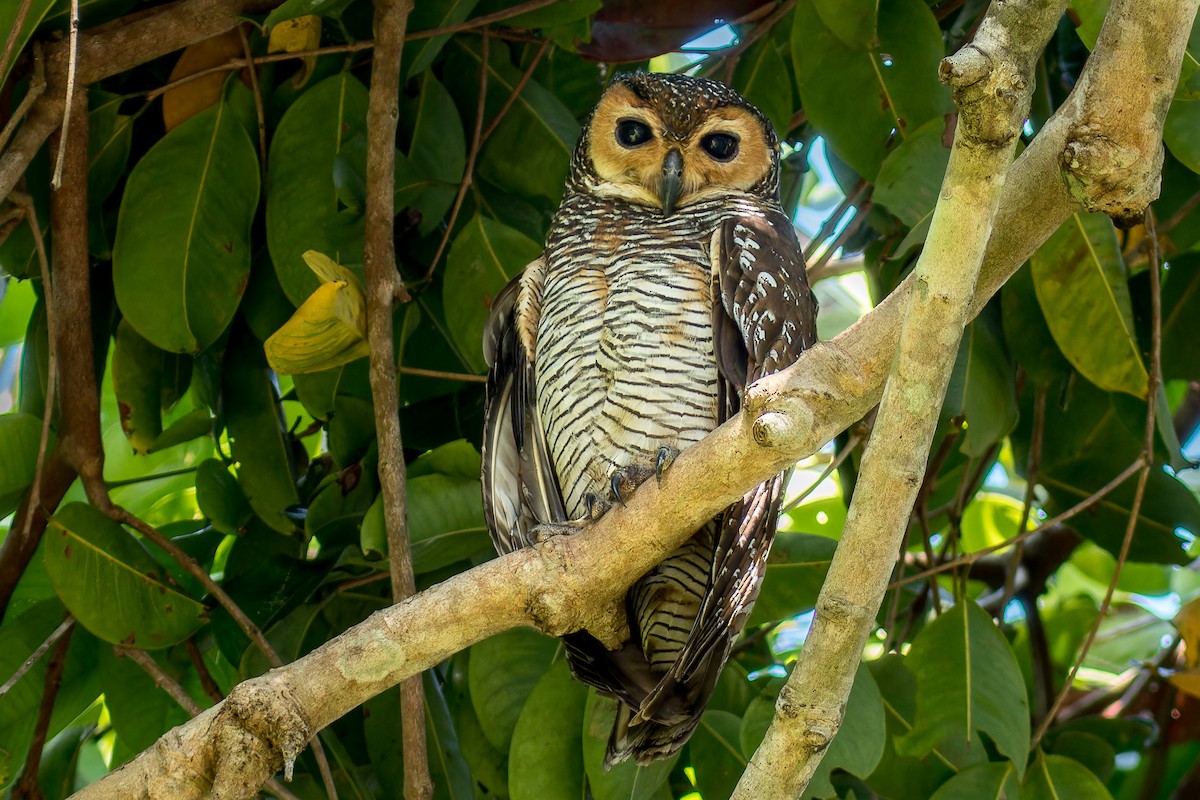 Spotted Wood-Owl - ML637299983