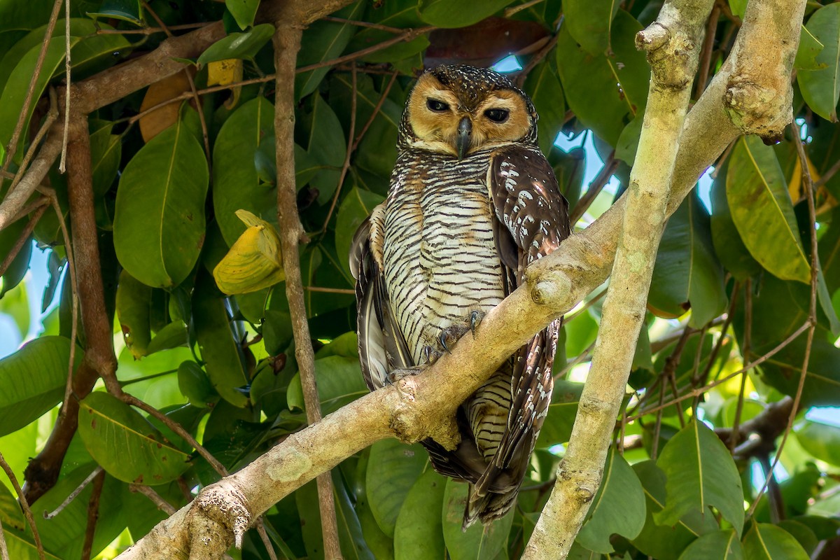 Spotted Wood-Owl - ML637299984