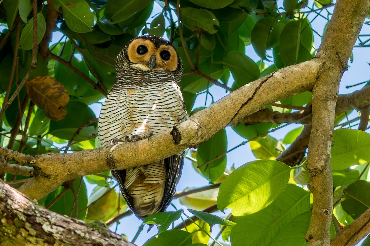 Spotted Wood-Owl - ML637299985