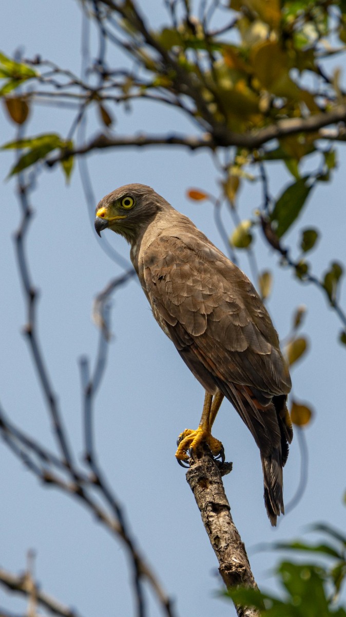 Roadside Hawk - ML637299992