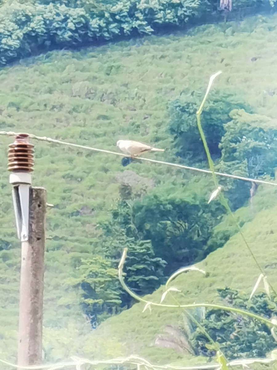 Eurasian Collared-Dove - ML637300005