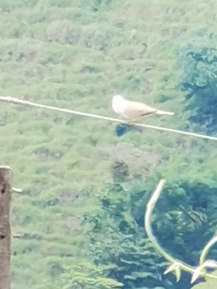 Eurasian Collared-Dove - ML637300006