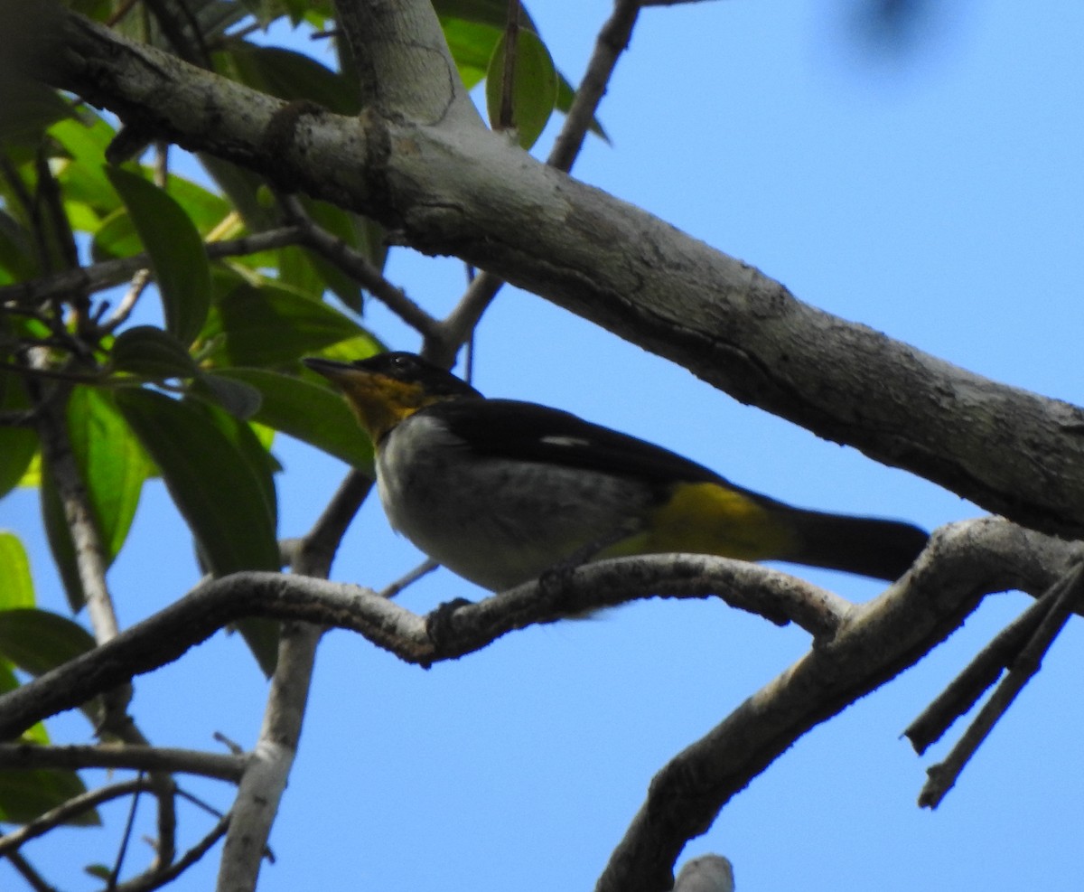 Yellow-backed Tanager - ML637300032