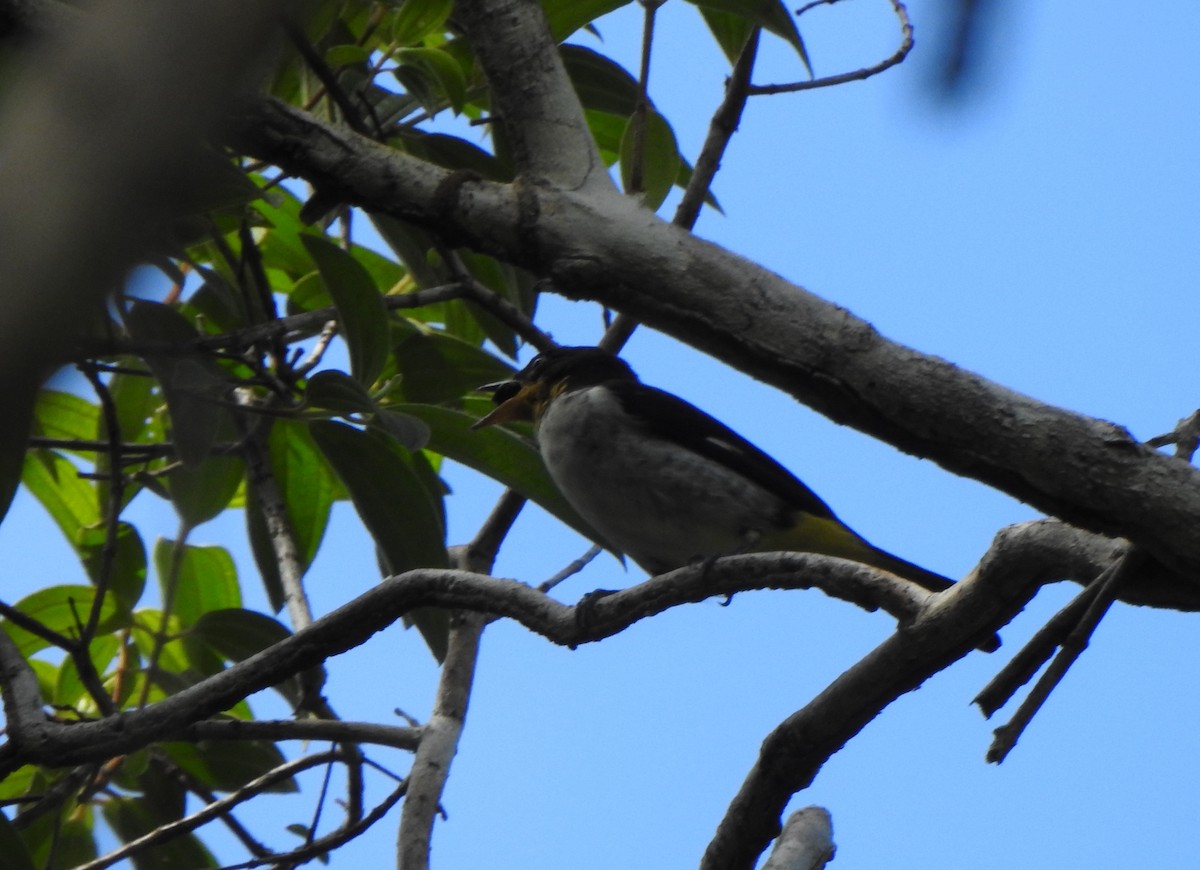 Yellow-backed Tanager - ML637300033