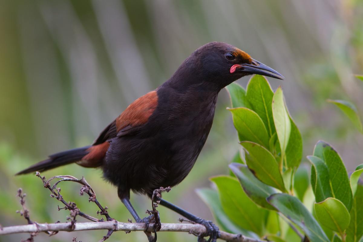 North Island Saddleback - ML637300043