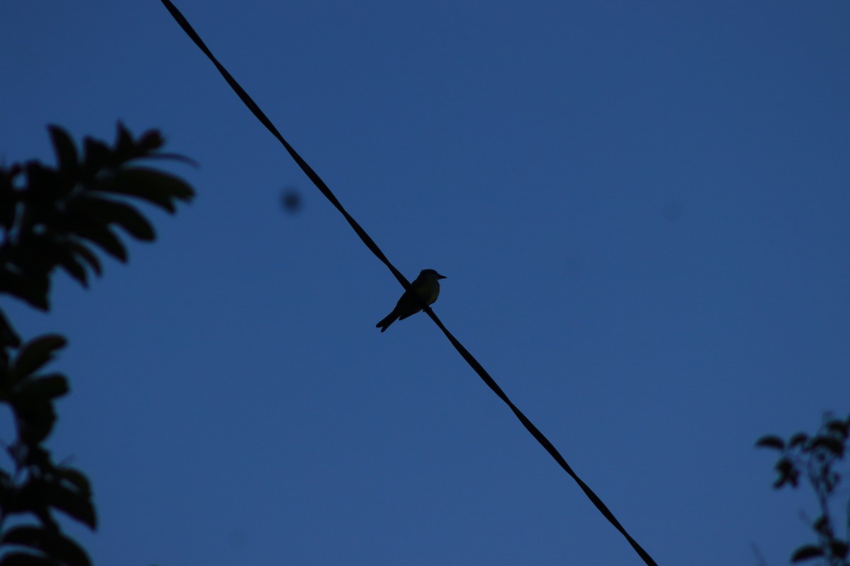 Tropical Kingbird - ML637300055