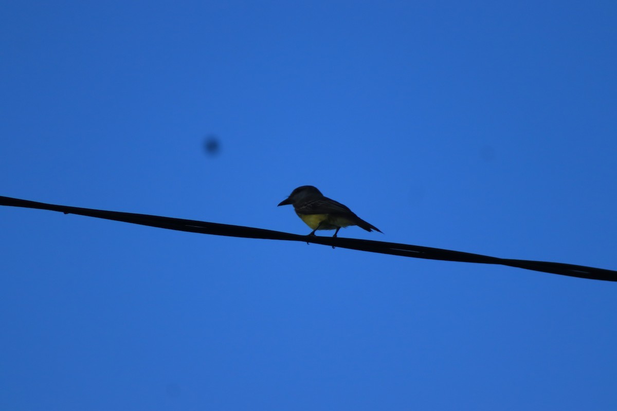 Tropical Kingbird - ML637300056