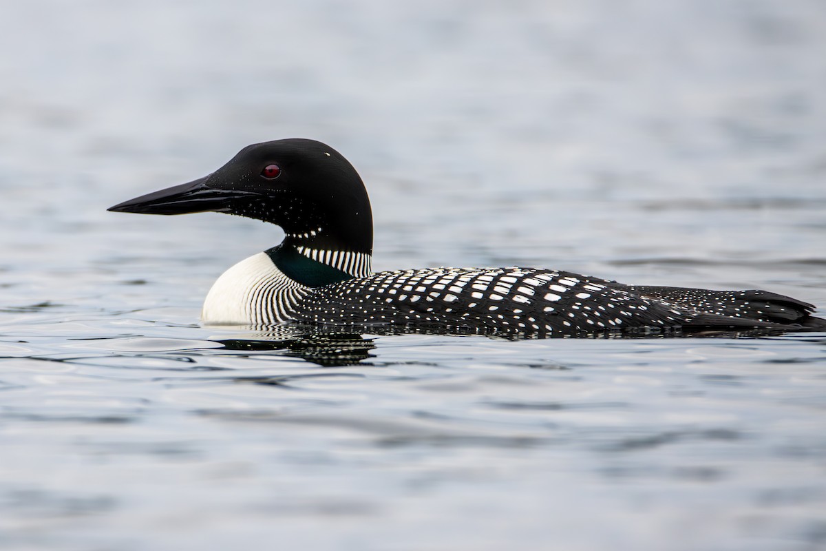 Common Loon - ML637300060