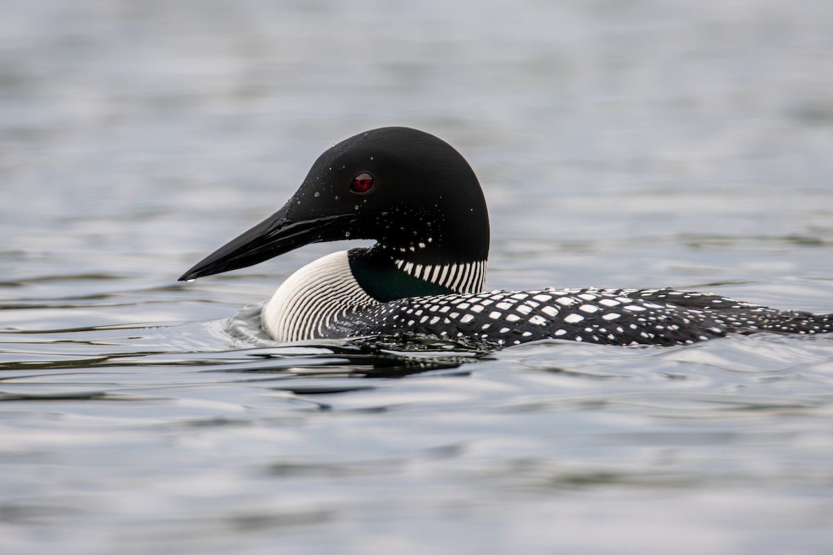 Common Loon - ML637300061