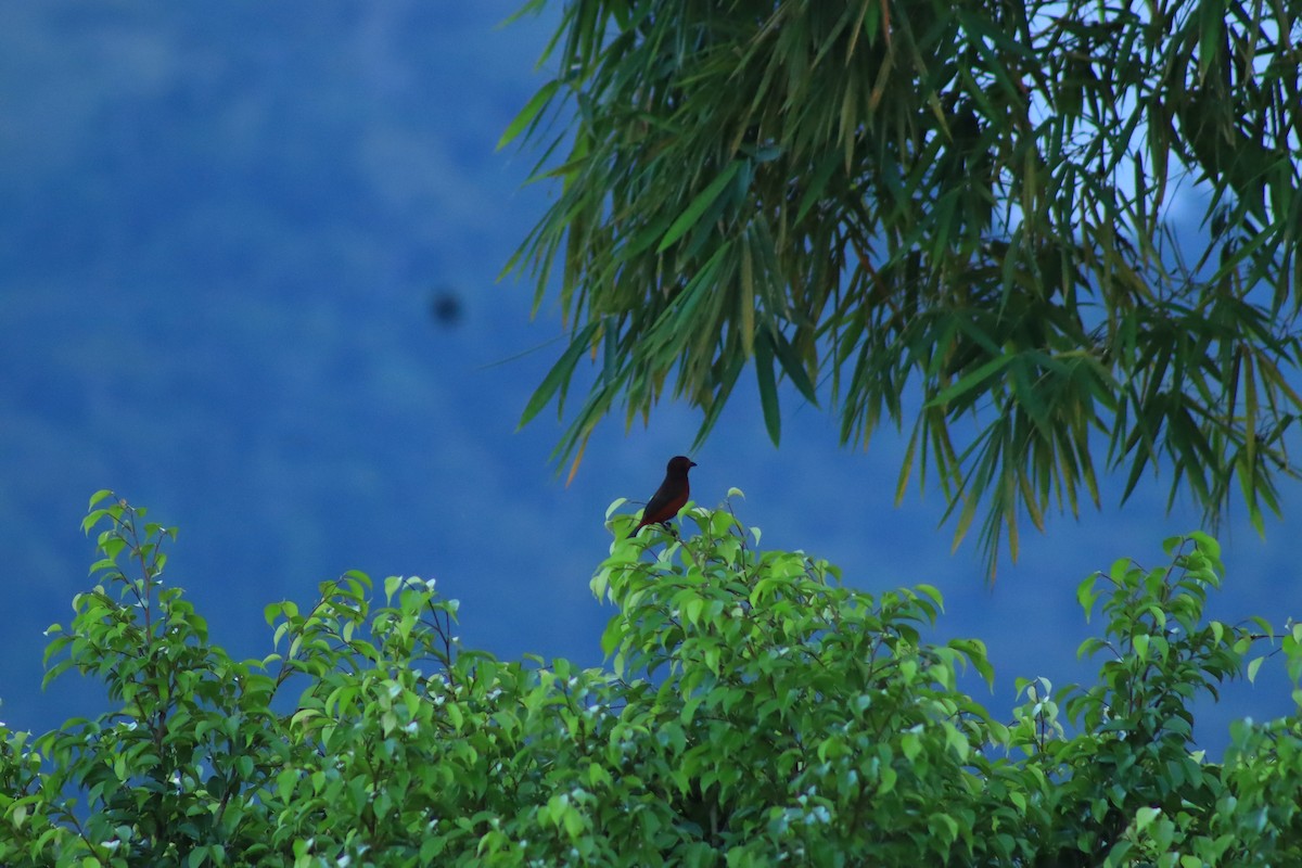 Black-bellied Tanager - ML637300063