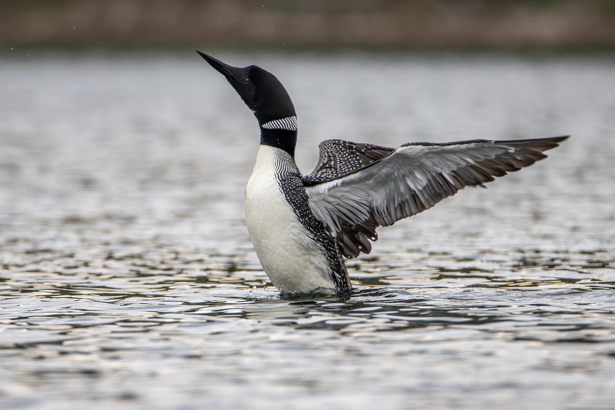 Common Loon - ML637300065