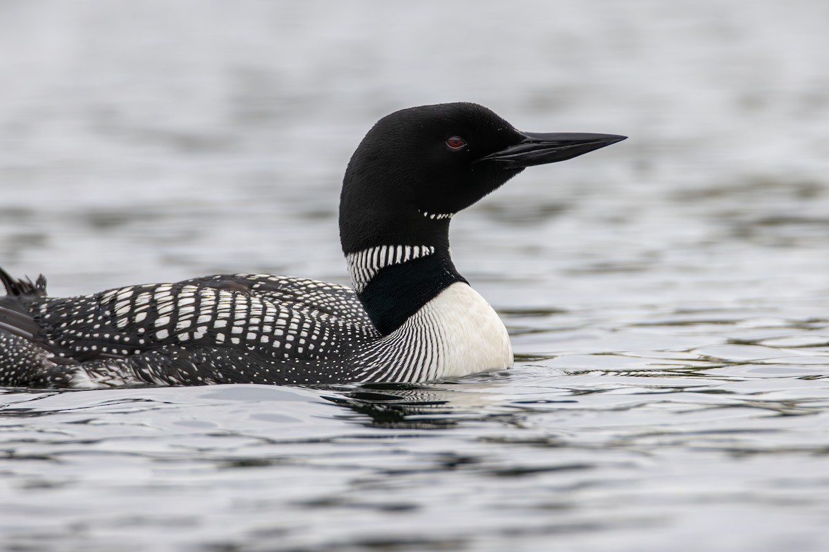 Common Loon - ML637300066