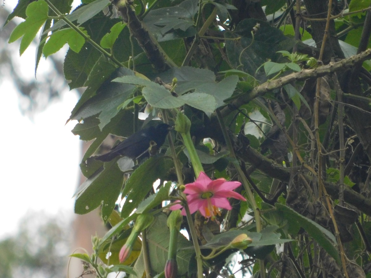 Black Flowerpiercer - ML637300075