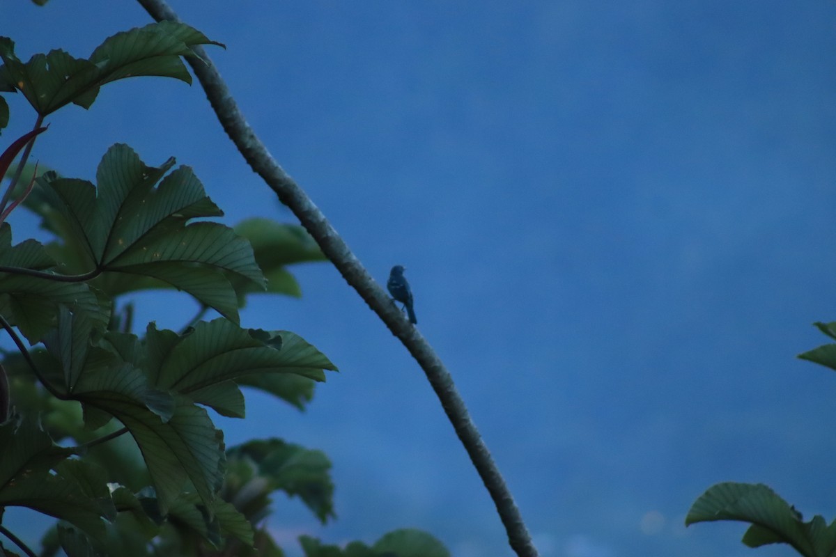 Blue-gray Tanager - ML637300085