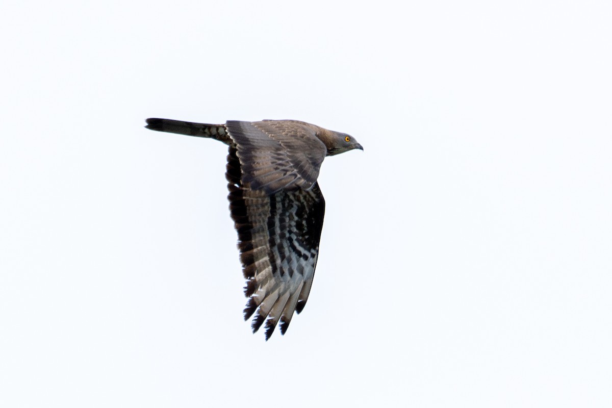 Wespenbussard - ML637300103