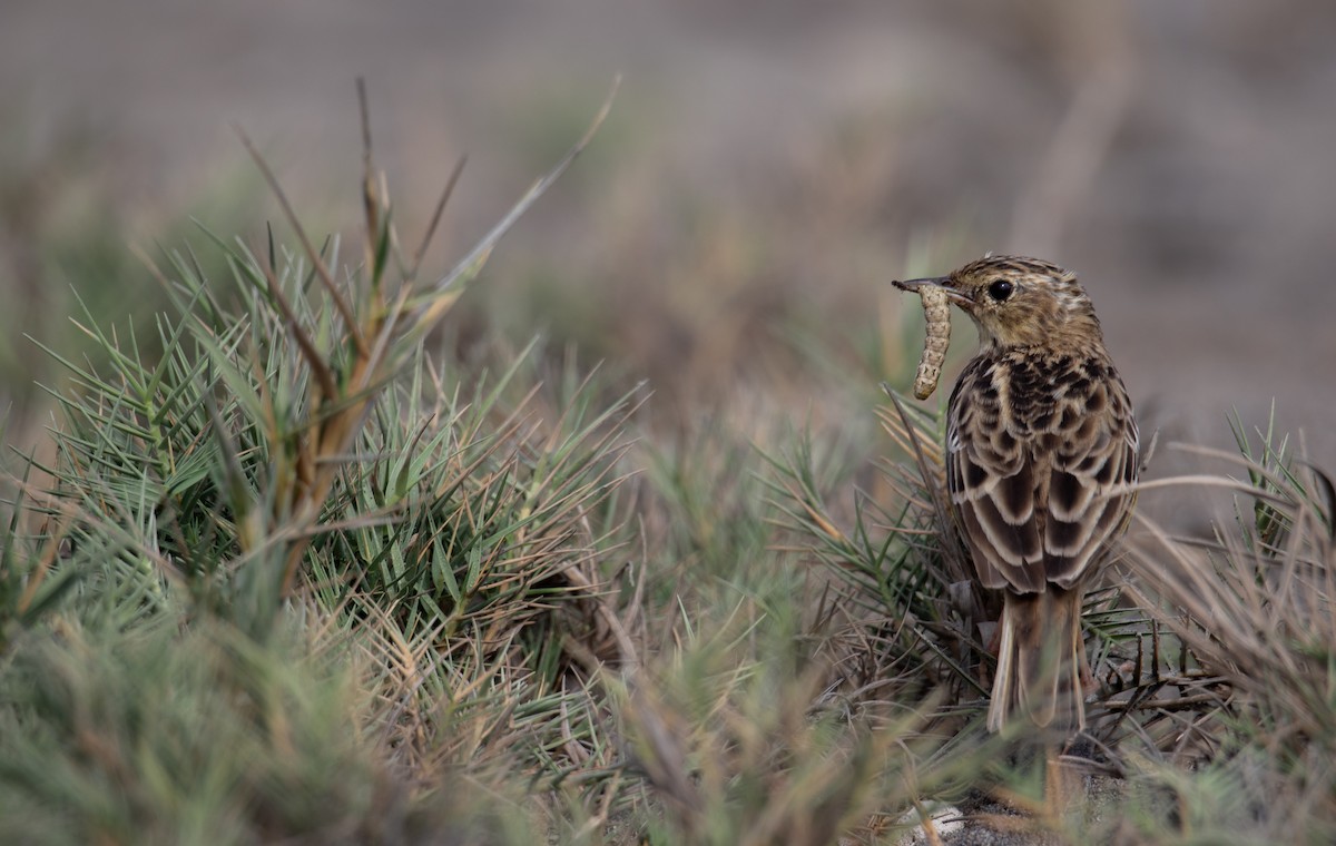 Peruvian Pipit - ML637300147