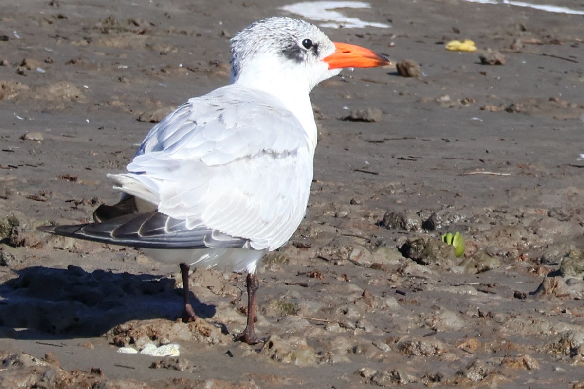 Caspian Tern - ML637300192