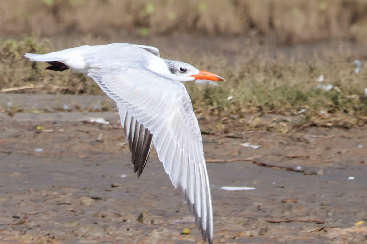 Caspian Tern - ML637300193