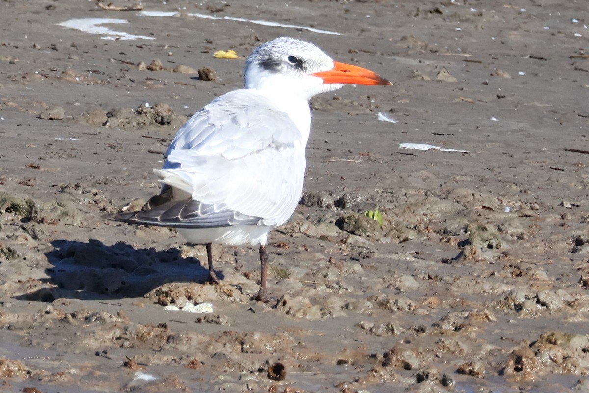 Caspian Tern - ML637300195