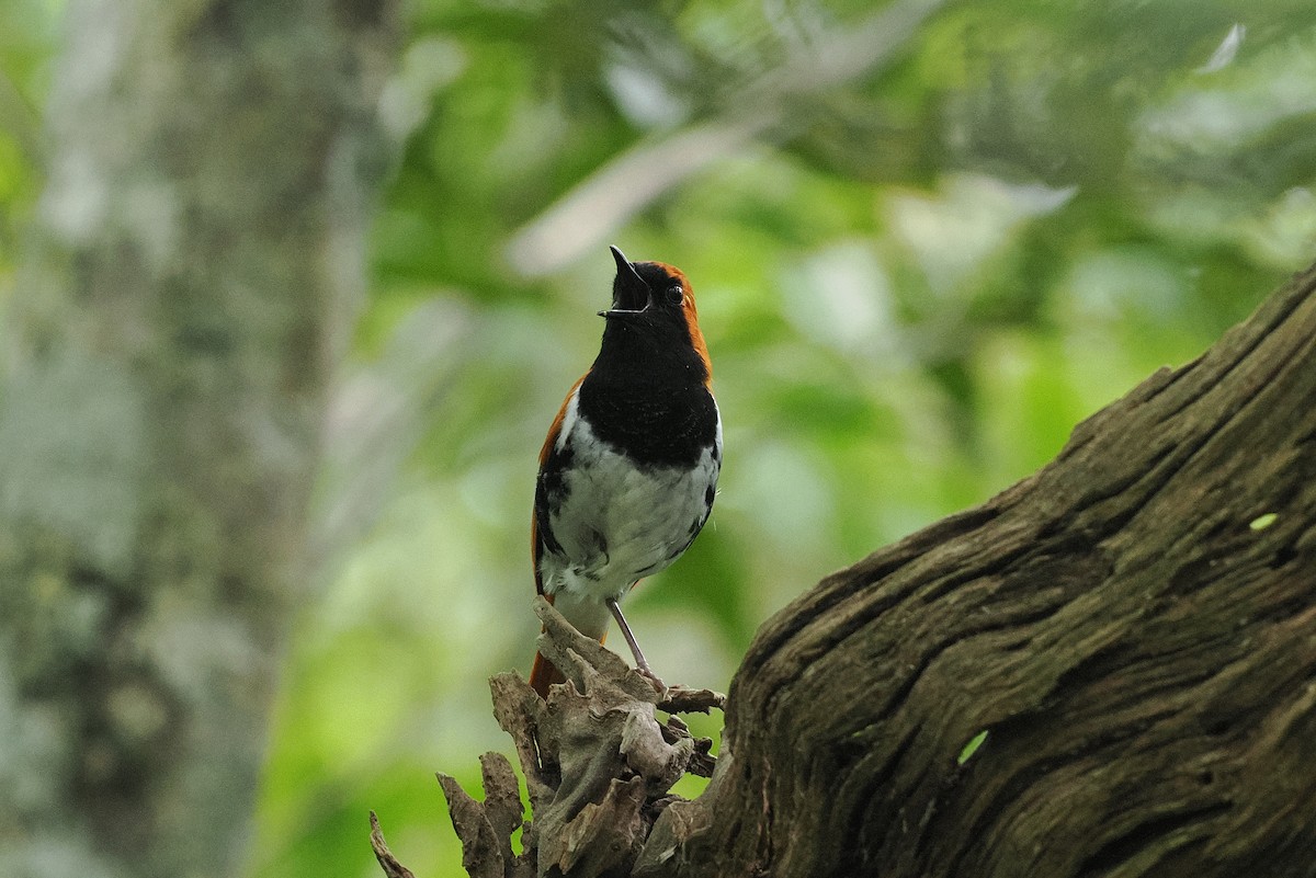 Ryukyu Robin - ML637300207