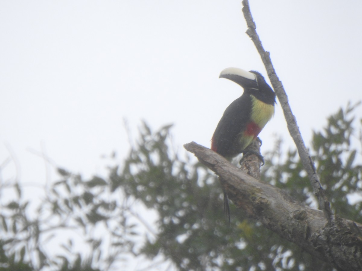 Black-necked Aracari - ML637300222