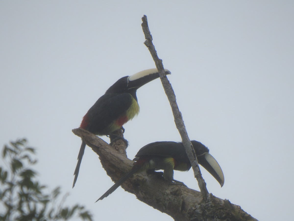 Black-necked Aracari - ML637300224