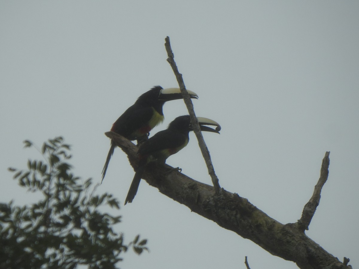Black-necked Aracari - ML637300225