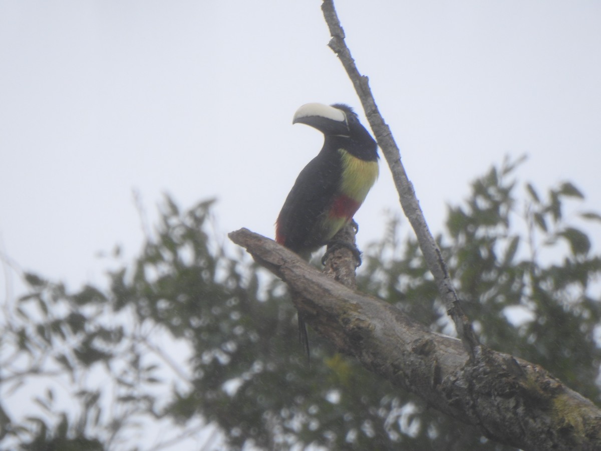 Black-necked Aracari - ML637300227