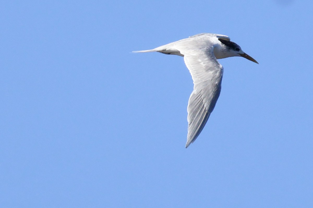 Great Crested Tern - ML637300265