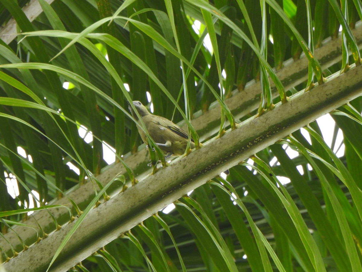 Palm Tanager - ML637300275