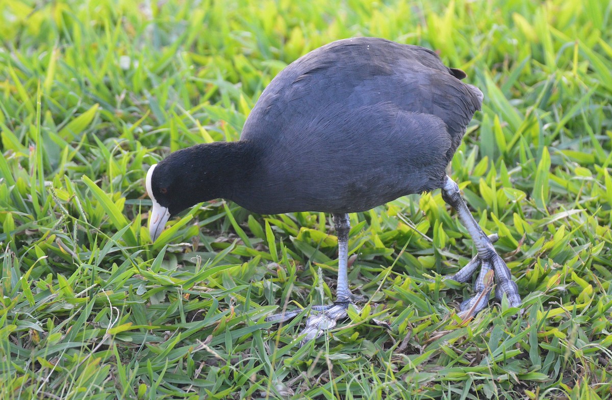 Hawaiian Coot (White-shielded) - ML637300337