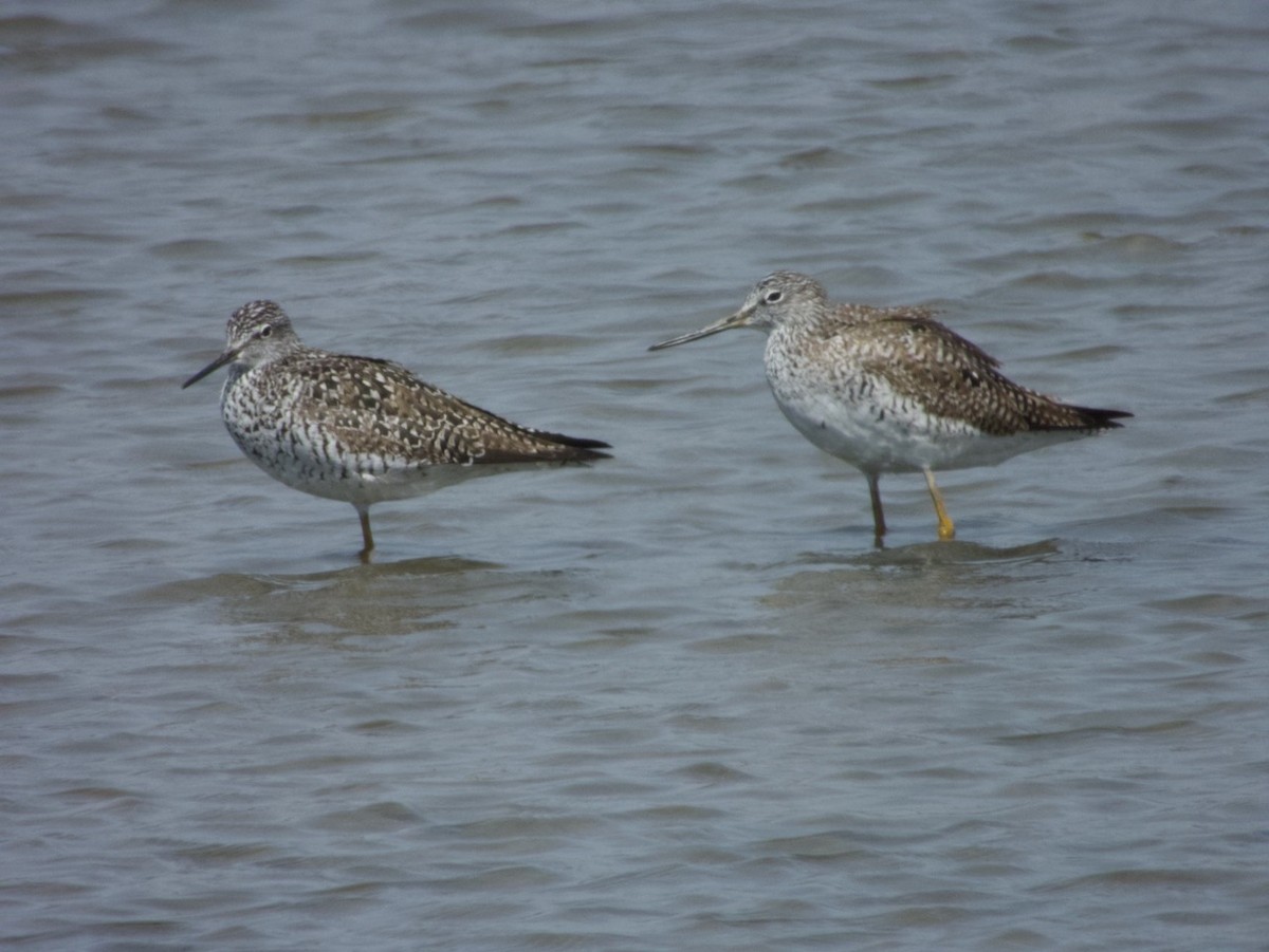 Greater Yellowlegs - ML637300347