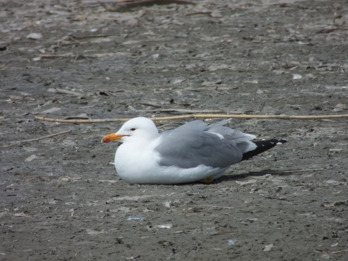 California Gull - ML637300367