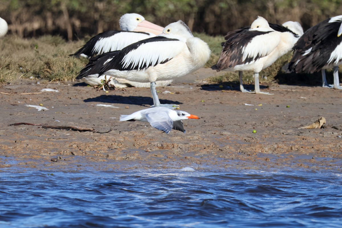 Caspian Tern - ML637300382