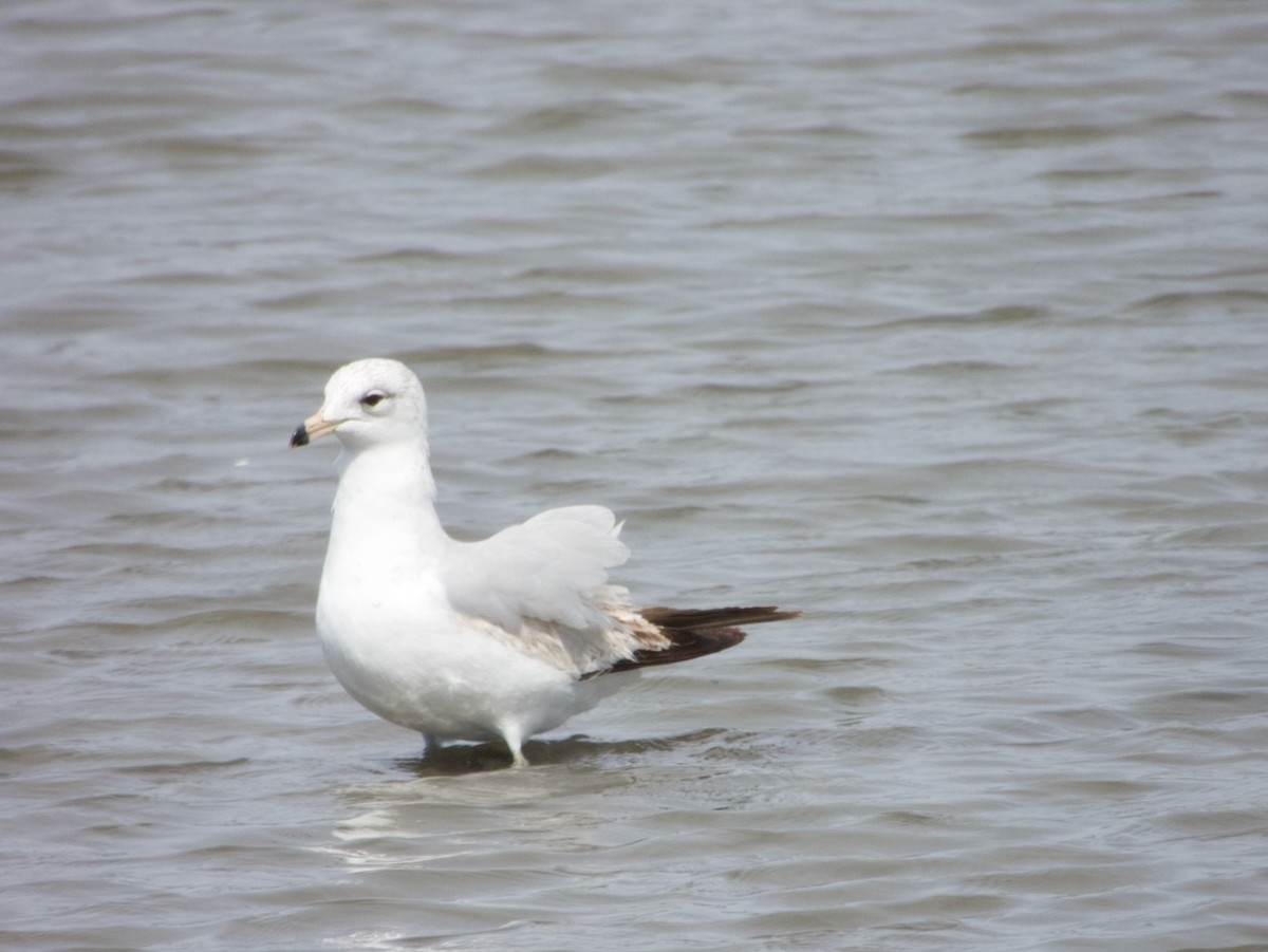 Ring-billed Gull - ML637300391