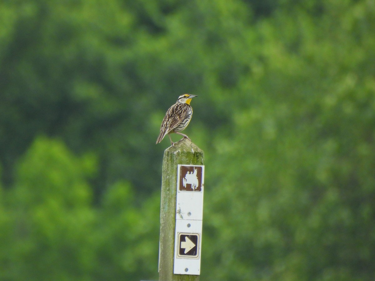 Eastern Meadowlark - ML637300397