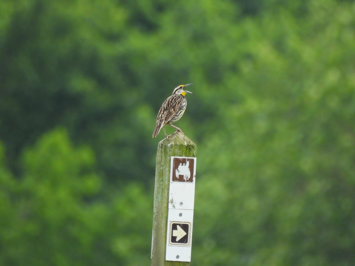 Eastern Meadowlark - ML637300398