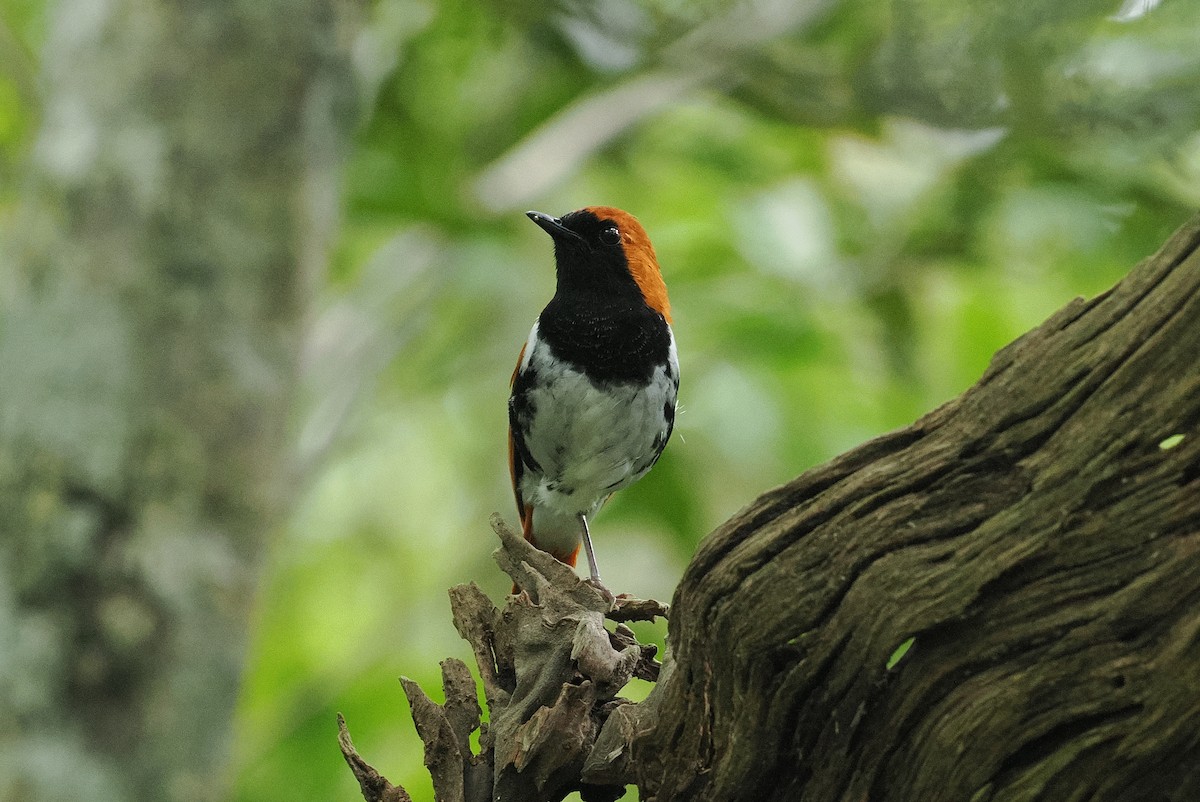 Ryukyu Robin - ML637300422