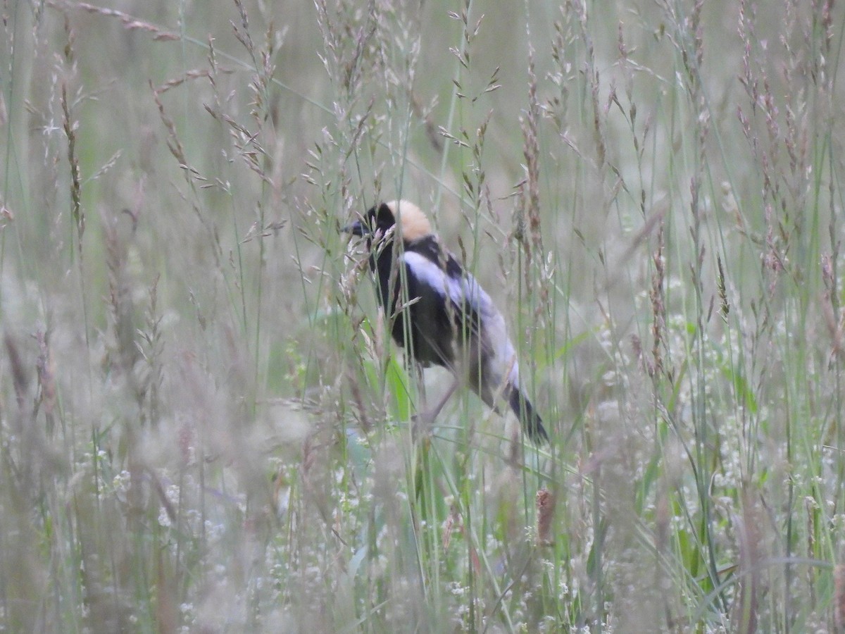 Bobolink - ML637300450