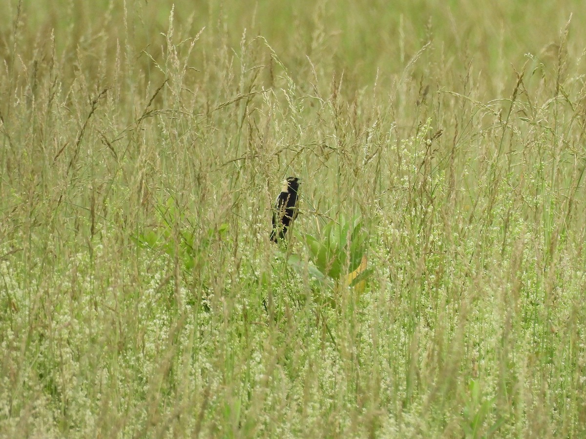 Bobolink - ML637300451