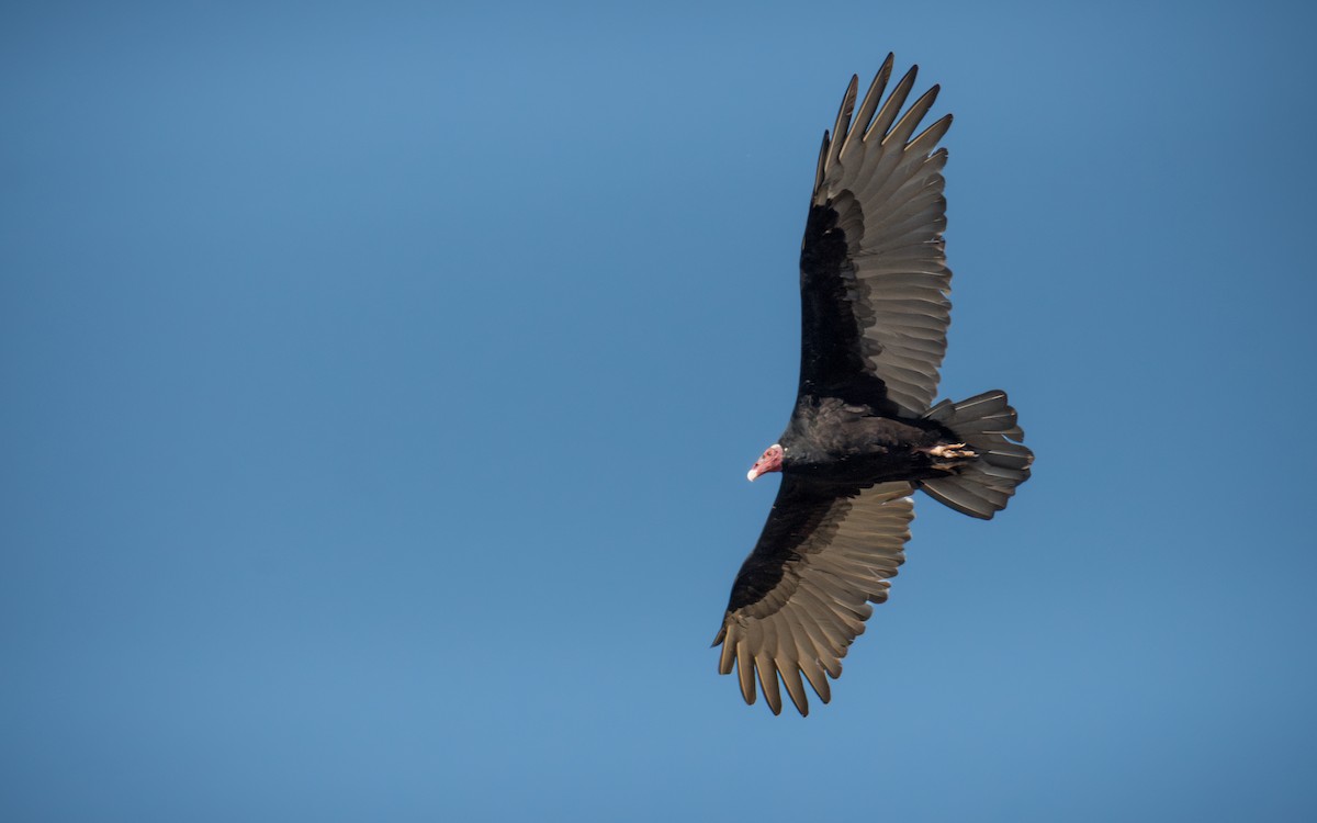 Turkey Vulture - ML637300484