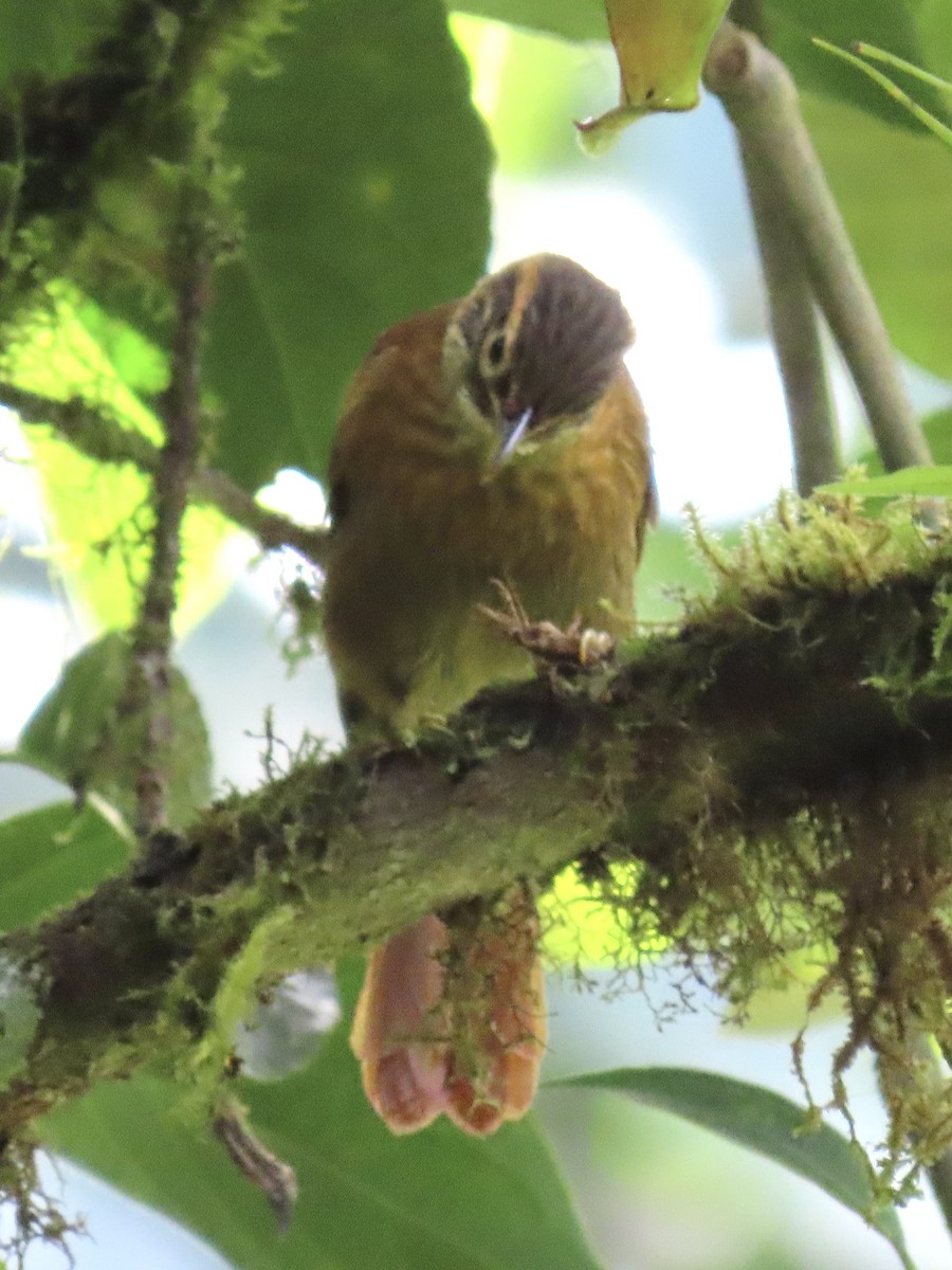 Scaly-throated Foliage-gleaner - ML637300506