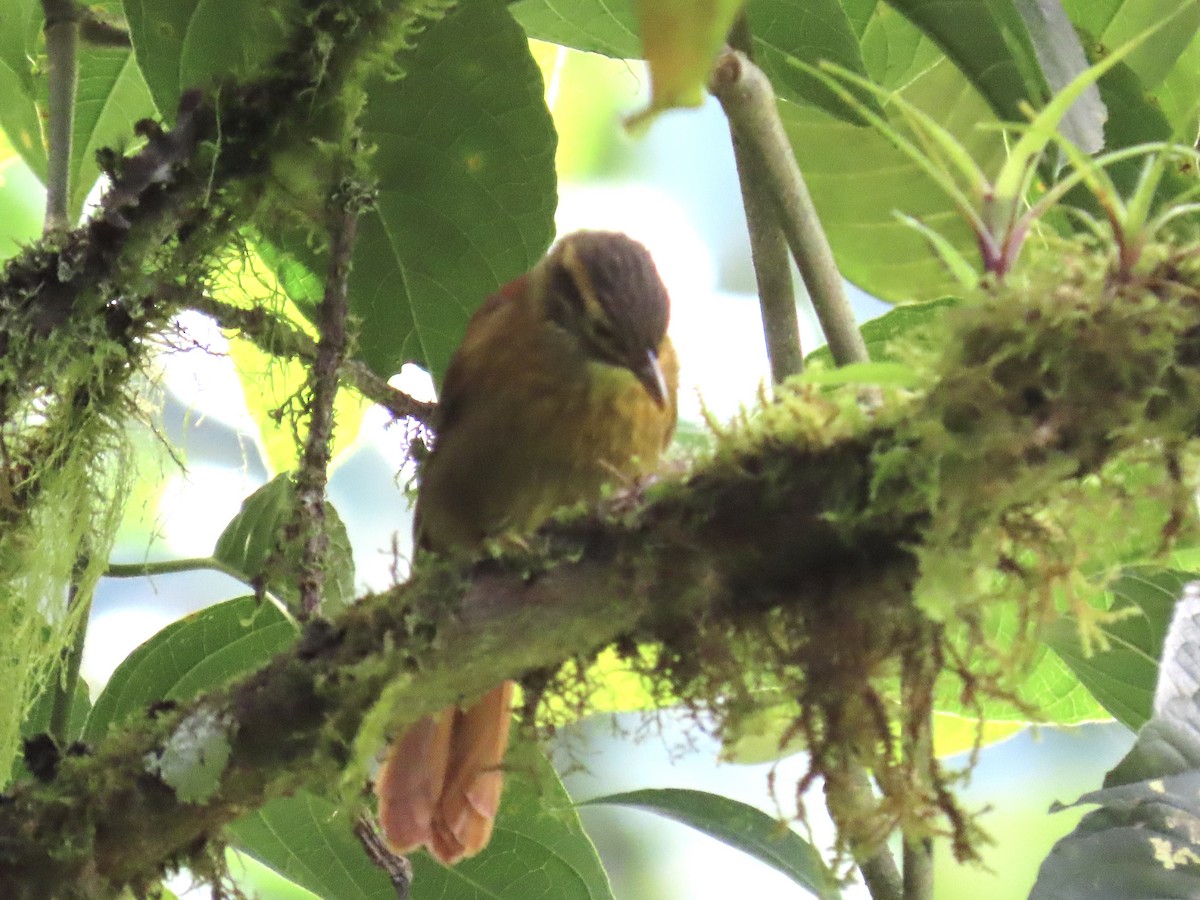 Scaly-throated Foliage-gleaner - ML637300508