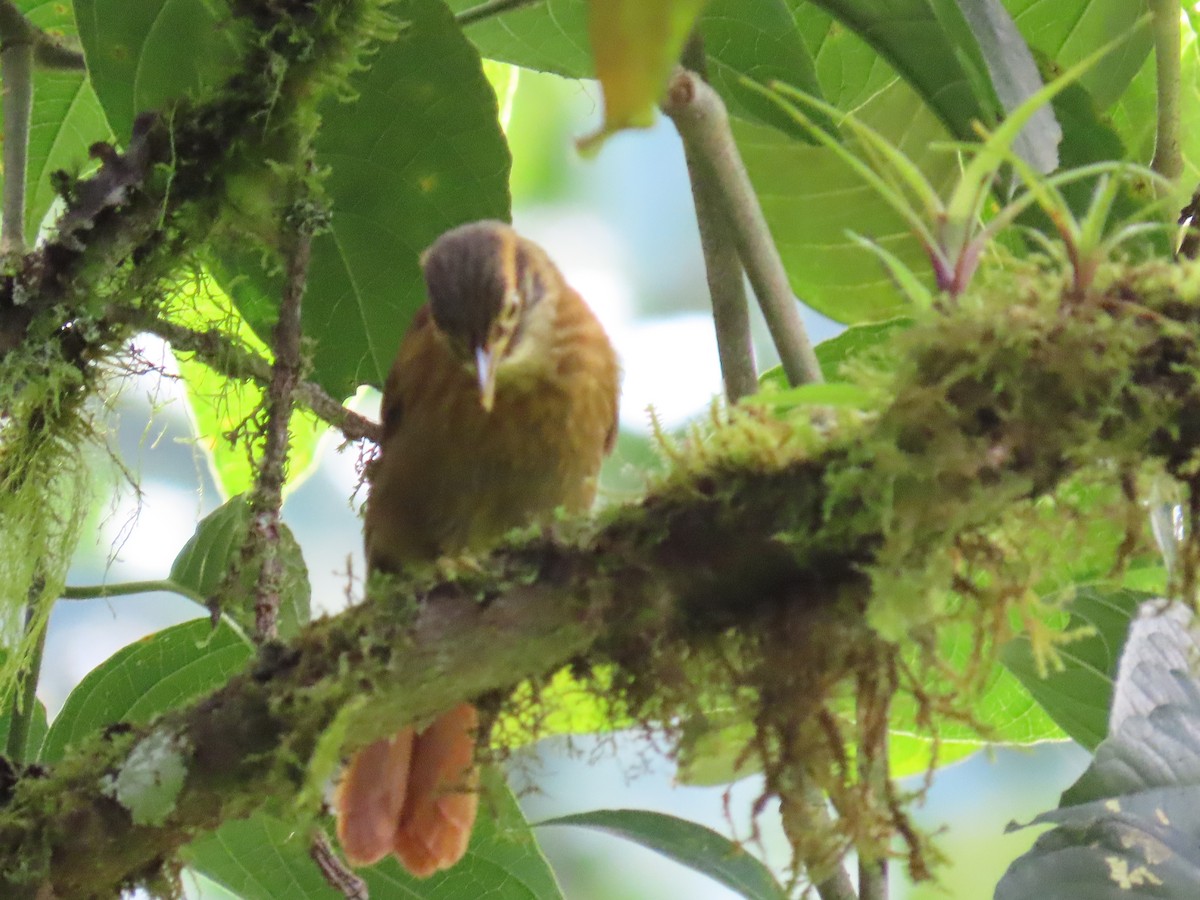 Scaly-throated Foliage-gleaner - ML637300509