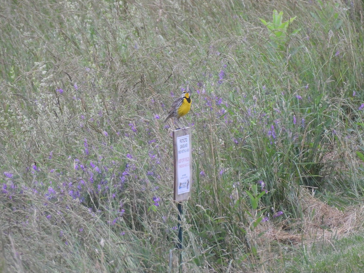 Eastern Meadowlark - ML637300528