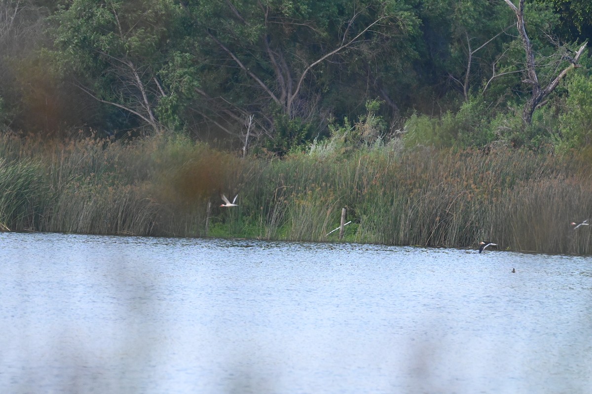 Black Skimmer - ML637300529