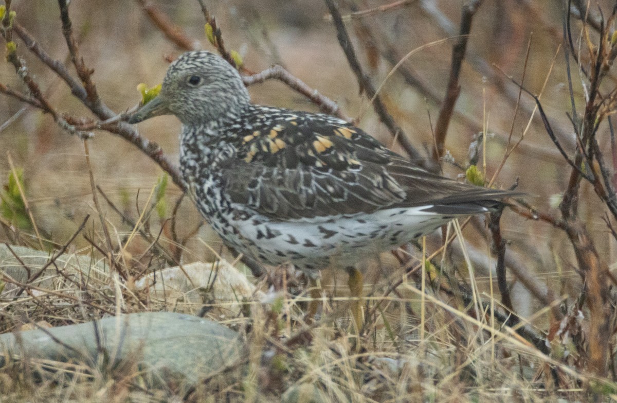 Surfbird - ML637300534
